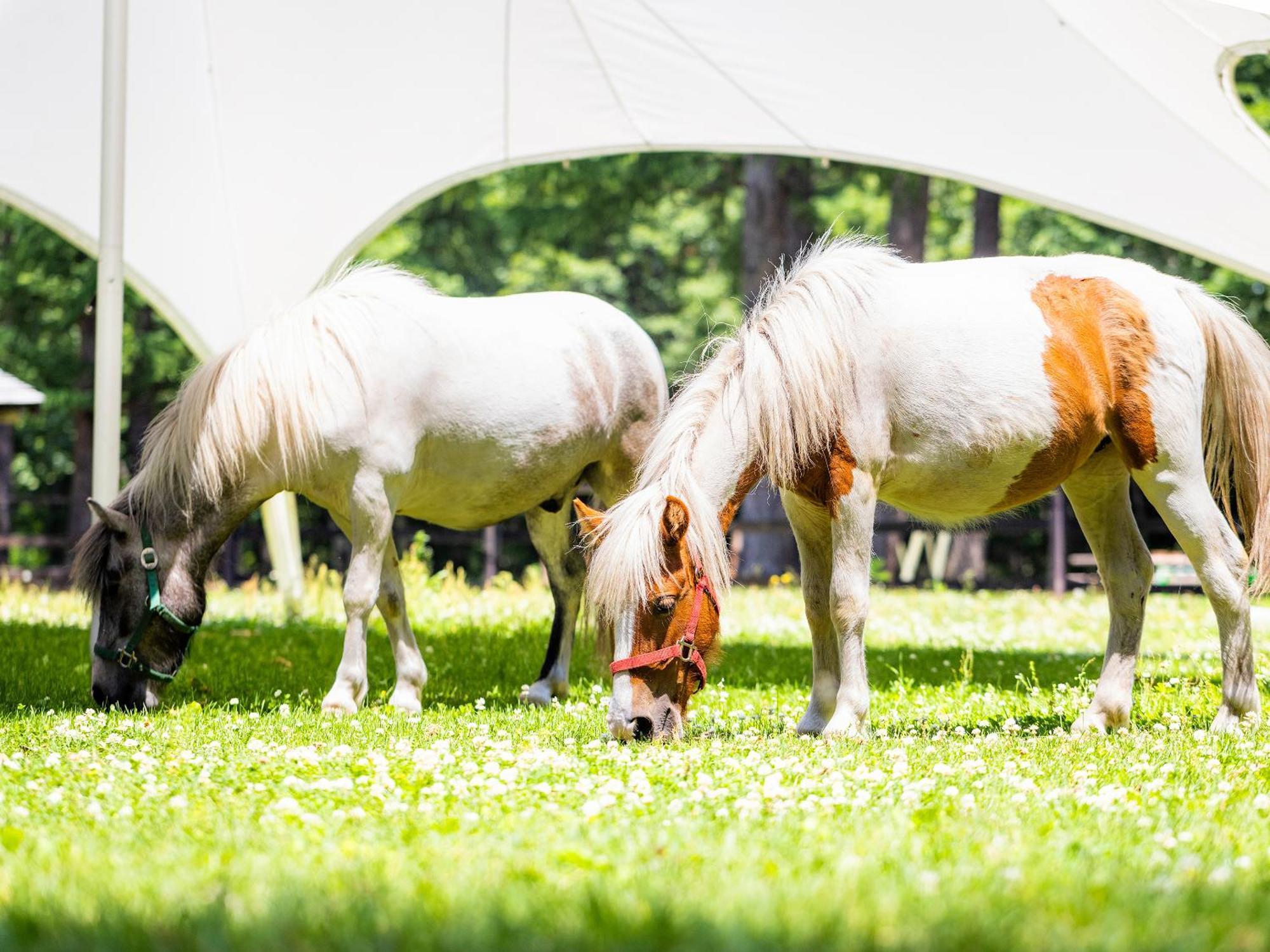 Tokachi Nakasatsunai Glamping Resort Feriendorf Esterno foto